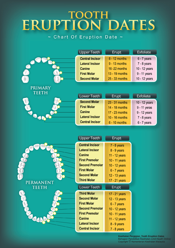 tooth-eruption-dates-portal-myhealth